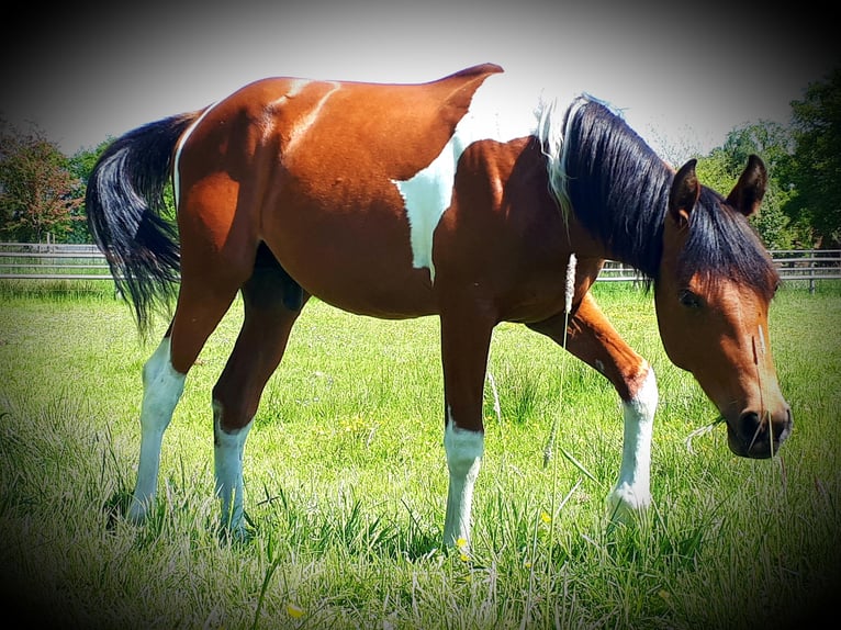 Arabisches Partbred Hengst 1 Jahr 153 cm Tobiano-alle-Farben in Sulingen