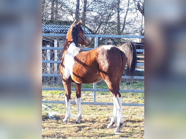 Arabisches Partbred Hengst 1 Jahr 153 cm Tobiano-alle-Farben in Sulingen