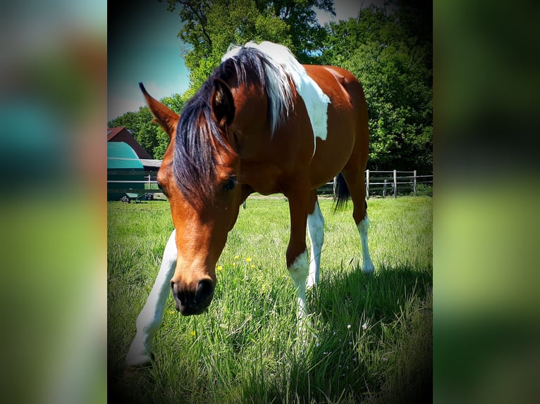 Arabisches Partbred Hengst 1 Jahr 153 cm Tobiano-alle-Farben in Sulingen