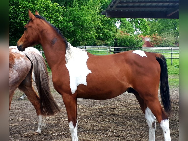 Arabisches Partbred Hengst 1 Jahr 153 cm Tobiano-alle-Farben in Sulingen