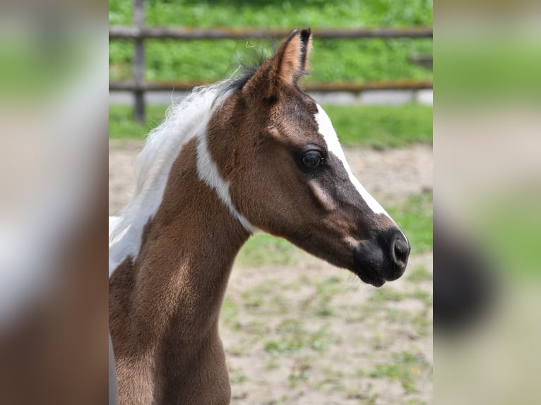 Arabisches Partbred Hengst 1 Jahr 153 cm Tovero-alle-Farben in Mörsdorf