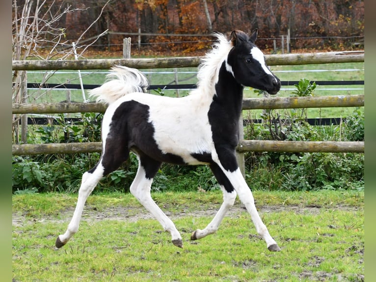 Arabisches Partbred Hengst 1 Jahr 153 cm Tovero-alle-Farben in Mörsdorf