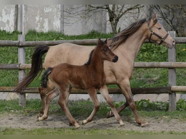 Arabisches Partbred Hengst 1 Jahr 155 cm Brauner in Neutesdorf