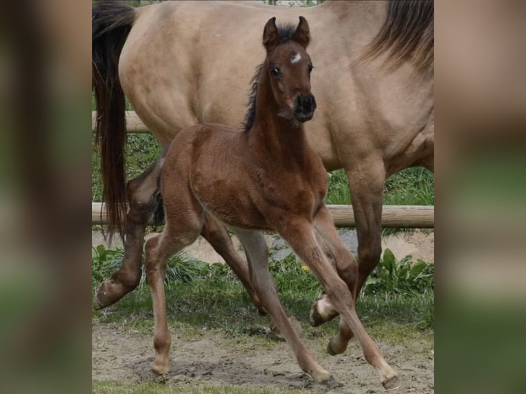 Arabisches Partbred Hengst 1 Jahr 155 cm Brauner in Neutesdorf