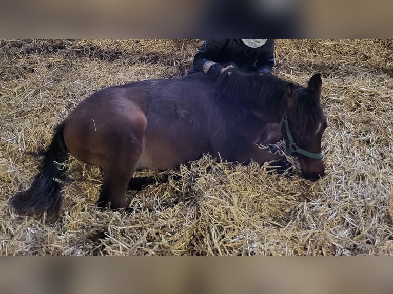 Arabisches Partbred Hengst 1 Jahr 155 cm Brauner in Neutesdorf