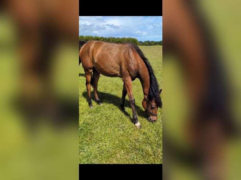 Arabisches Partbred Hengst 1 Jahr 155 cm Brauner in Neutesdorf