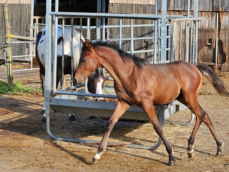 Arabisches Partbred Hengst 1 Jahr 155 cm Brauner in Neutesdorf