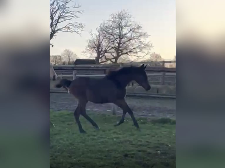 Arabisches Partbred Hengst 1 Jahr 155 cm Brauner in Neutesdorf