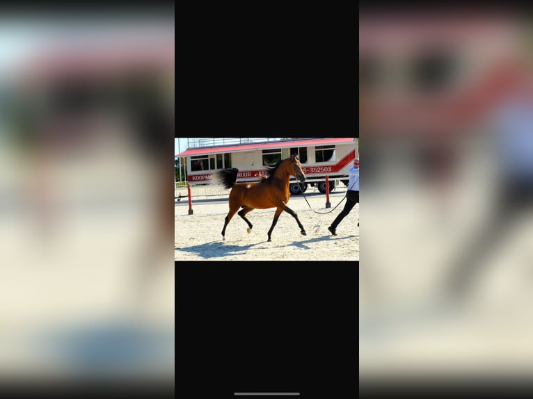 Arabisches Partbred Hengst 1 Jahr 155 cm Brauner in Neutesdorf