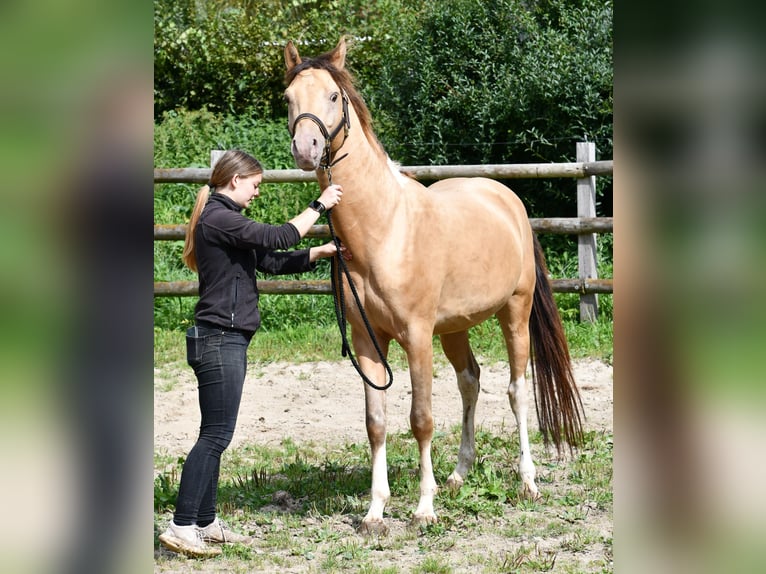 Arabisches Partbred Hengst 1 Jahr 155 cm Champagne in Mörsdorf