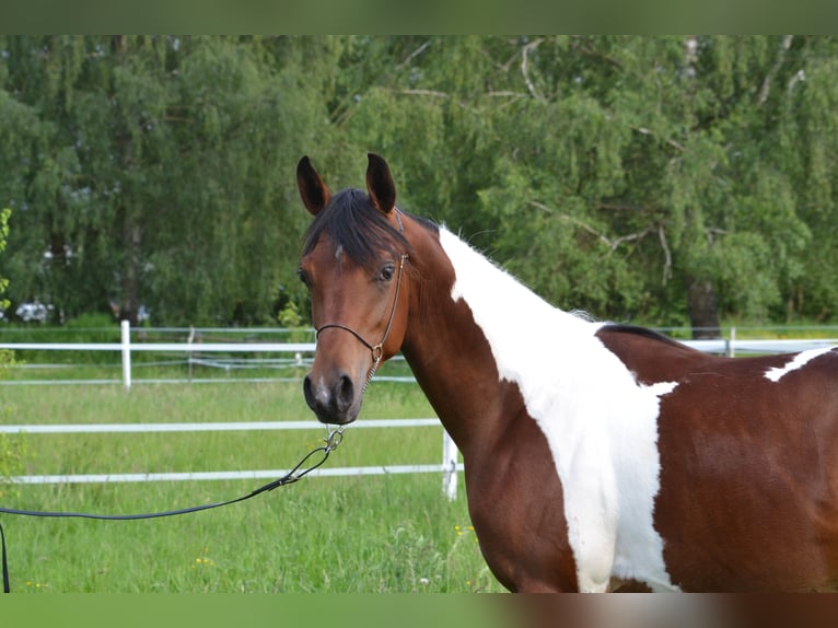 Arabisches Partbred Hengst 1 Jahr 155 cm Schecke in Steinheim