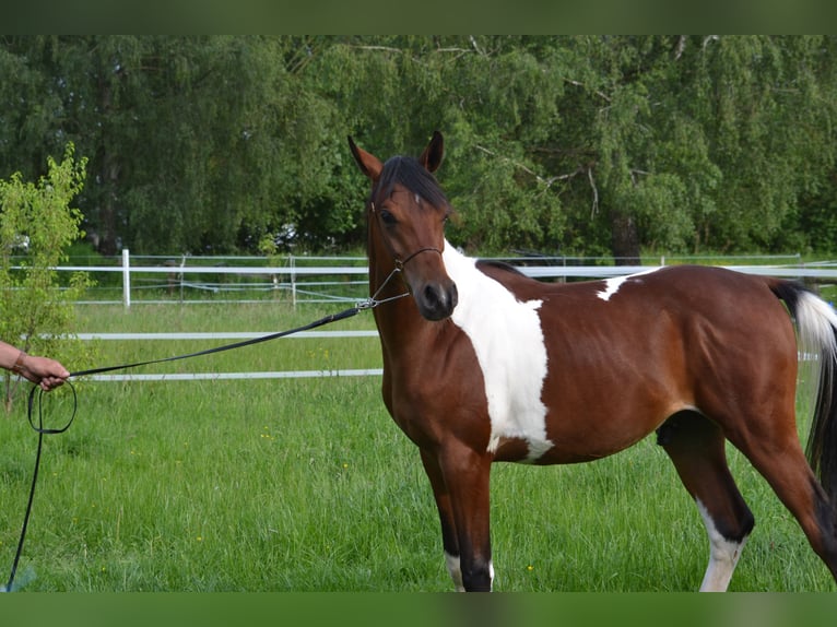 Arabisches Partbred Hengst 1 Jahr 155 cm Schecke in Steinheim