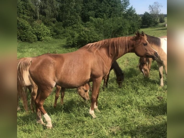 Arabisches Partbred Hengst 1 Jahr 156 cm Brauner in Haunetal
