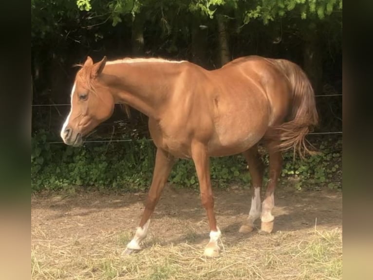 Arabisches Partbred Hengst 1 Jahr 156 cm Brauner in Haunetal