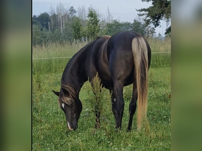 Arabisches Partbred Hengst 1 Jahr 156 cm in Haunetal