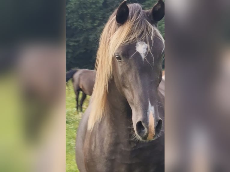 Arabisches Partbred Hengst 1 Jahr 156 cm in Haunetal