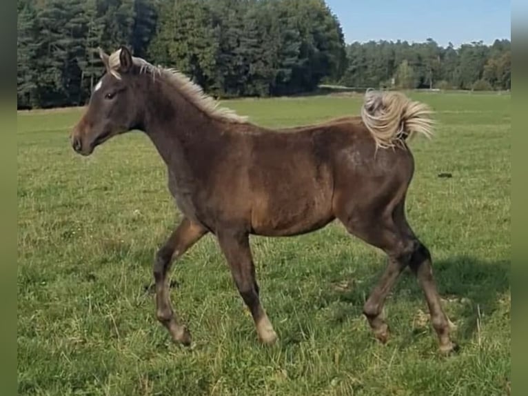 Arabisches Partbred Hengst 1 Jahr 156 cm in Haunetal