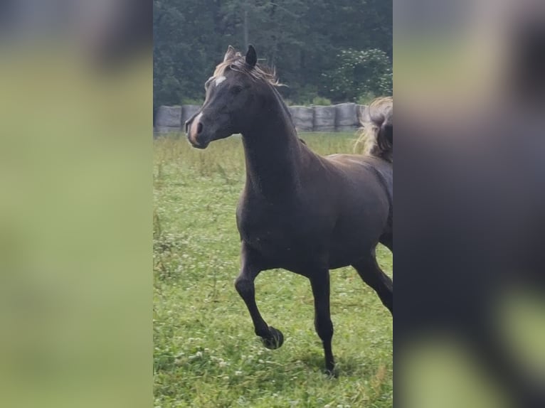 Arabisches Partbred Hengst 1 Jahr 156 cm in Haunetal