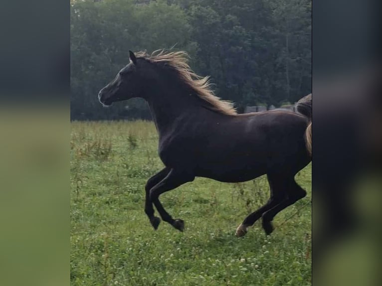 Arabisches Partbred Hengst 1 Jahr 156 cm in Haunetal