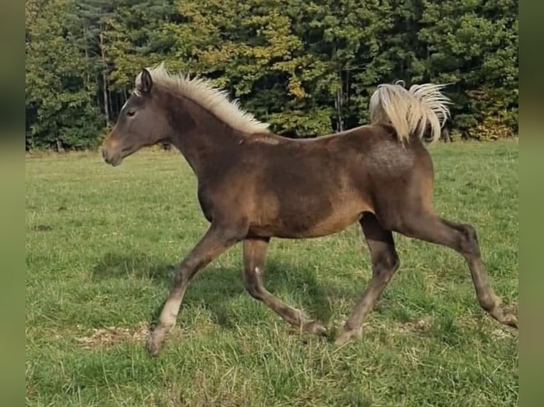 Arabisches Partbred Hengst 1 Jahr 156 cm in Haunetal