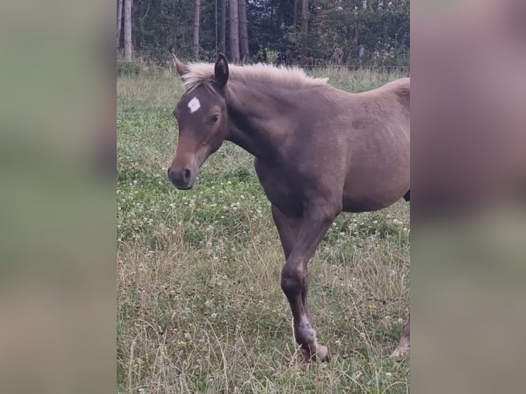 Arabisches Partbred Hengst 1 Jahr 156 cm in Haunetal