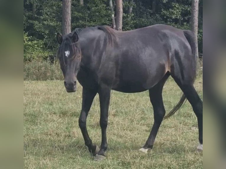 Arabisches Partbred Hengst 1 Jahr 156 cm in Haunetal