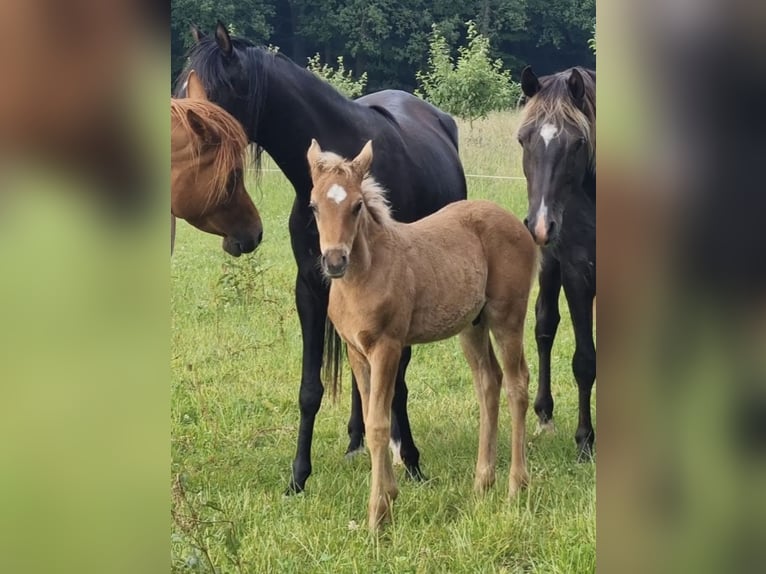 Arabisches Partbred Hengst 1 Jahr 156 cm in Haunetal