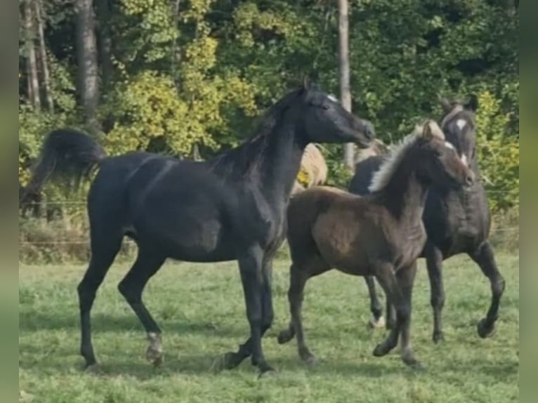 Arabisches Partbred Hengst 1 Jahr 156 cm in Haunetal