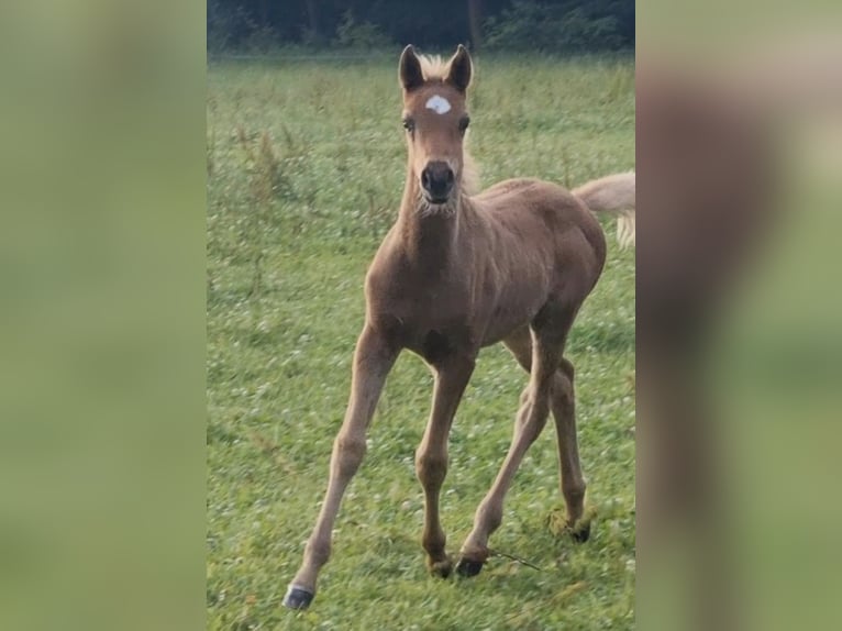 Arabisches Partbred Hengst 1 Jahr 156 cm in Haunetal