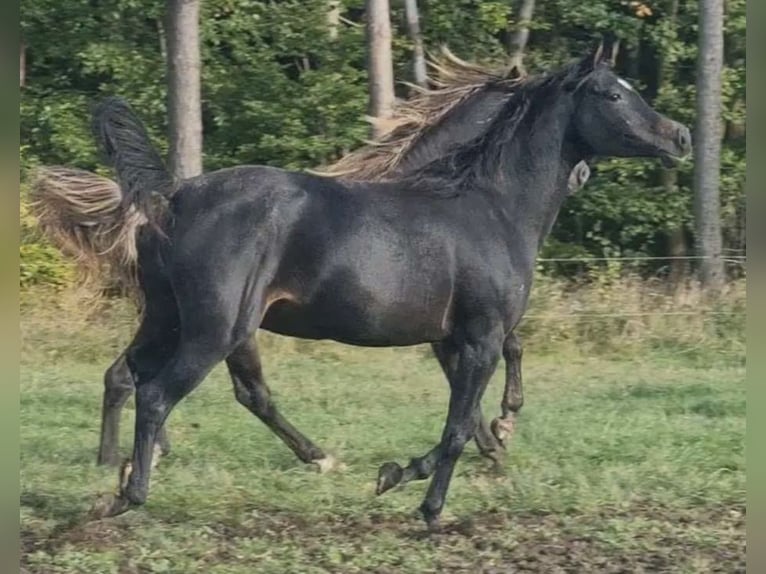 Arabisches Partbred Hengst 1 Jahr 156 cm in Haunetal