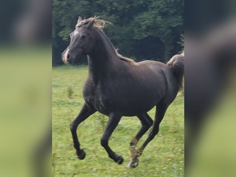 Arabisches Partbred Hengst 1 Jahr 156 cm in Haunetal