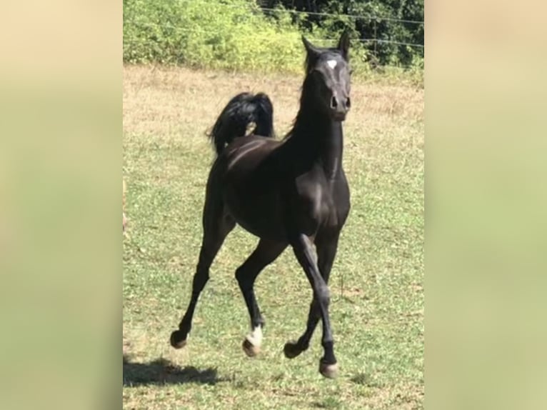 Arabisches Partbred Hengst 1 Jahr 156 cm in Haunetal