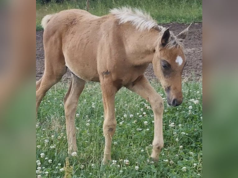 Arabisches Partbred Hengst 1 Jahr 156 cm in Haunetal
