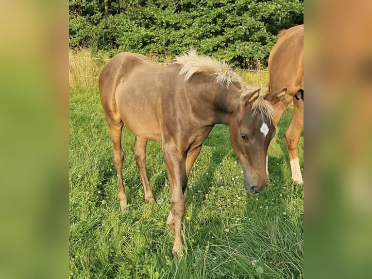 Arabisches Partbred Hengst 1 Jahr 156 cm in Haunetal