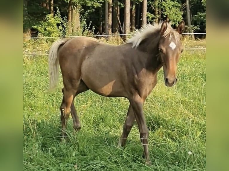 Arabisches Partbred Hengst 1 Jahr 156 cm in Haunetal