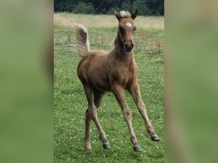 Arabisches Partbred Hengst 1 Jahr 156 cm in Haunetal