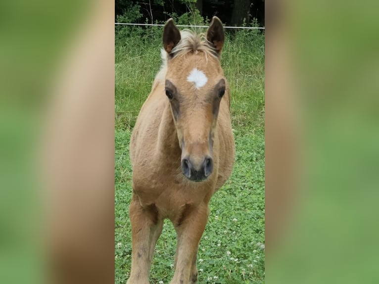 Arabisches Partbred Hengst 1 Jahr 156 cm in Haunetal