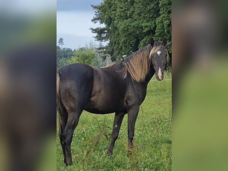Arabisches Partbred Hengst 1 Jahr 156 cm in Haunetal