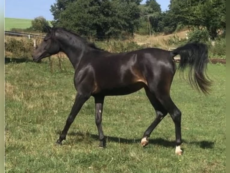 Arabisches Partbred Hengst 1 Jahr 156 cm in Haunetal