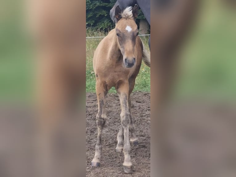 Arabisches Partbred Hengst 1 Jahr 156 cm in Haunetal