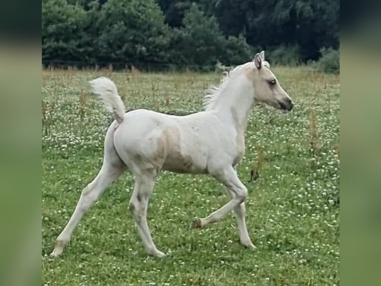 Arabisches Partbred Hengst 1 Jahr 156 cm Dunalino in Haunetal