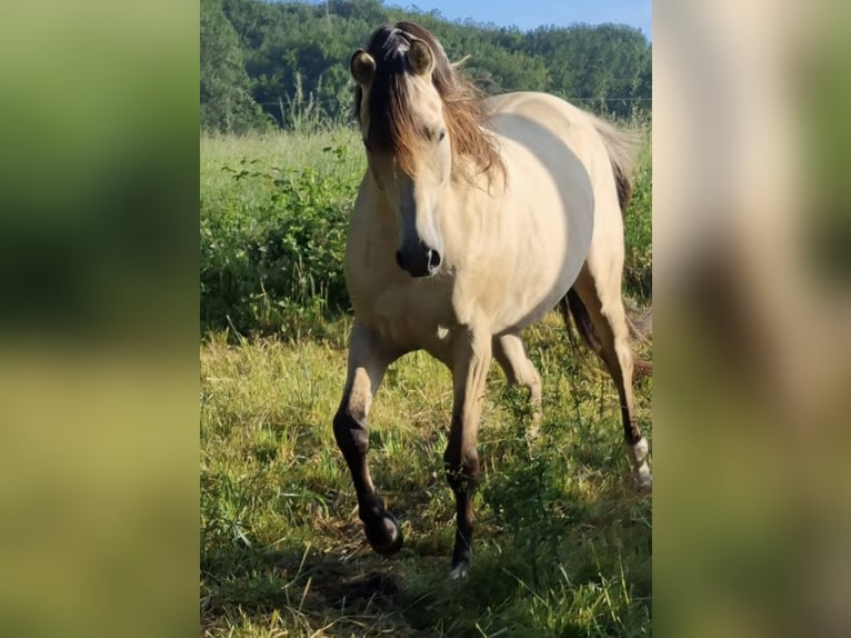 Arabisches Partbred Hengst 1 Jahr 156 cm Dunalino in Haunetal