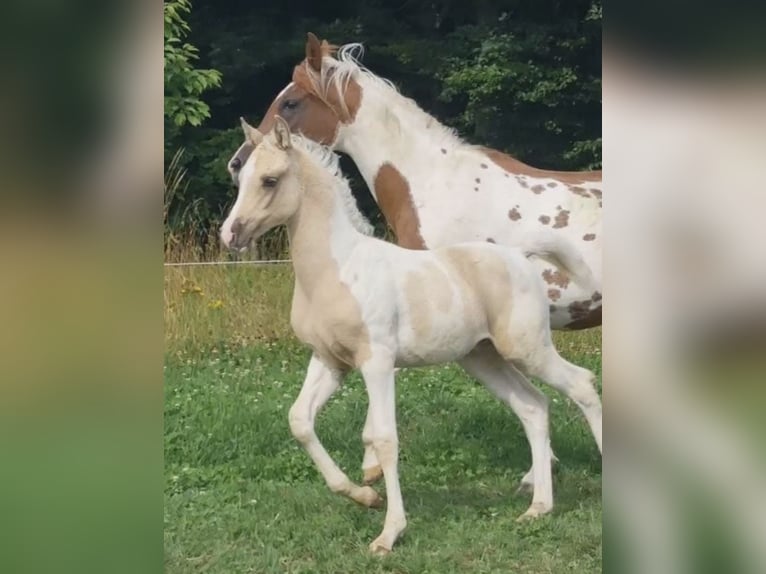 Arabisches Partbred Hengst 1 Jahr 156 cm Dunalino in Haunetal