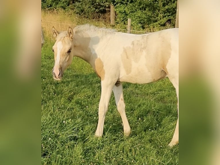 Arabisches Partbred Hengst 1 Jahr 156 cm Dunalino in Haunetal