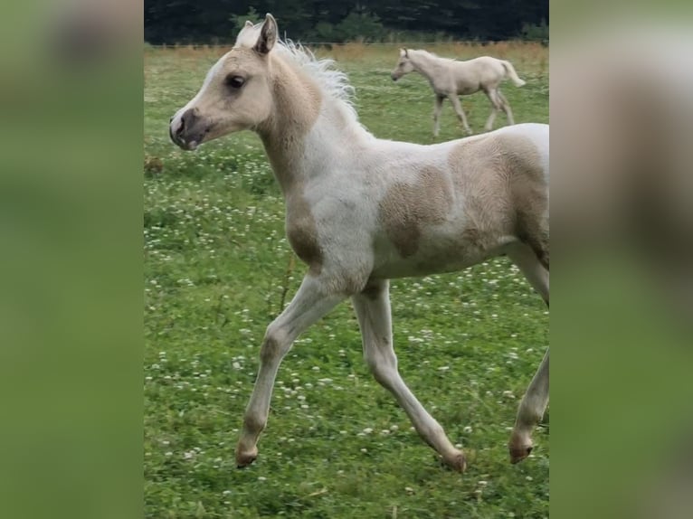 Arabisches Partbred Hengst 1 Jahr 156 cm Dunalino in Haunetal