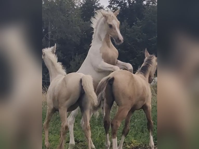Arabisches Partbred Hengst 1 Jahr 156 cm Dunalino in Haunetal