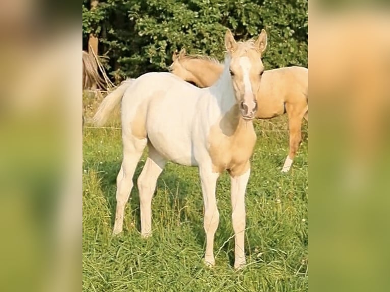 Arabisches Partbred Hengst 1 Jahr 156 cm Dunalino in Haunetal