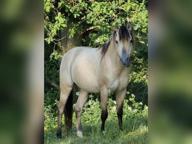 Arabisches Partbred Hengst 1 Jahr 156 cm Dunalino in Haunetal