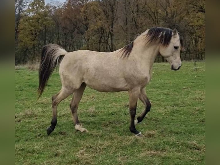 Arabisches Partbred Hengst 1 Jahr 156 cm Dunalino in Haunetal