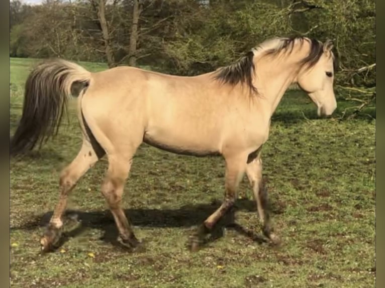 Arabisches Partbred Hengst 1 Jahr 156 cm Dunalino in Haunetal